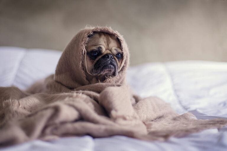 The Illusion of Many Traumas: Understanding Healing in the Present Moment life after abuse: why did i lose interest in life? The Illusion of Many Traumas: Understanding Healing in the Present Moment life after abuse: why did i lose interest in life?