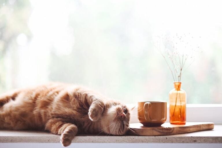 Comfort Zone of Familiar Pain- Why We Become Stuck with Pain maladaptive daydreaming: does journaling help with managing excessive daydreaming? Comfort Zone of Familiar Pain- Why We Become Stuck with Pain maladaptive daydreaming: does journaling help with managing excessive daydreaming?