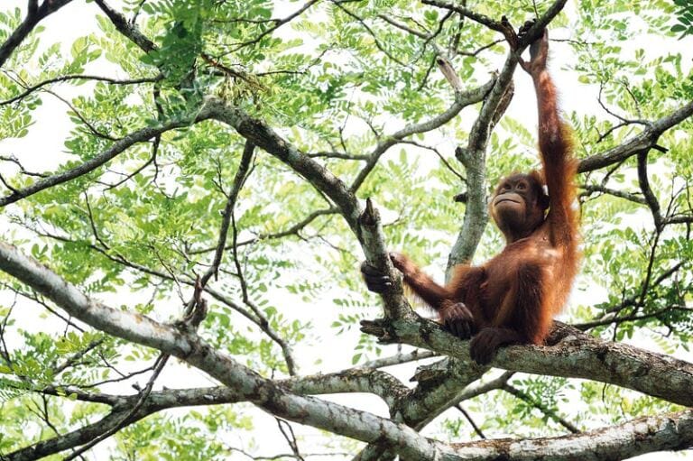Monkey Branching in Relationships — When Your Partner is Always on the Lookout for New… maladaptive daydreaming: the trap of the positive side of maladaptive daydreaming Monkey Branching in Relationships — When Your Partner is Always on the Lookout for New… maladaptive daydreaming: the trap of the positive side of maladaptive daydreaming