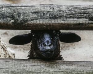 How to Stop Being a Family Scapegoat in Dysfunctional Family Settings why you feel so tired and exhausted after narcissistic abuse