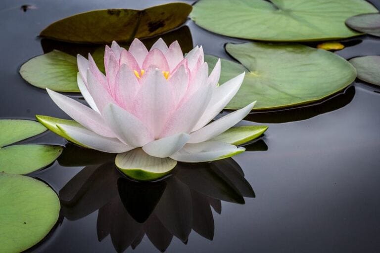 6 Top Weaknesses and Vulnerabilities that Narcissists Exploit To Manipulate You walking on eggshells in a relationship 6 Top Weaknesses and Vulnerabilities that Narcissists Exploit To Manipulate You walking on eggshells in a relationship