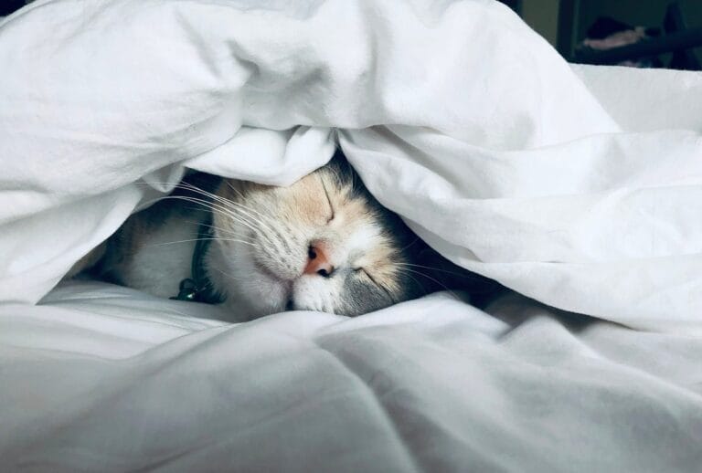 Sleep Deprivation: The Emotional Torture Hidden in Abusive Relationships love bombing Sleep Deprivation: The Emotional Torture Hidden in Abusive Relationships love bombing